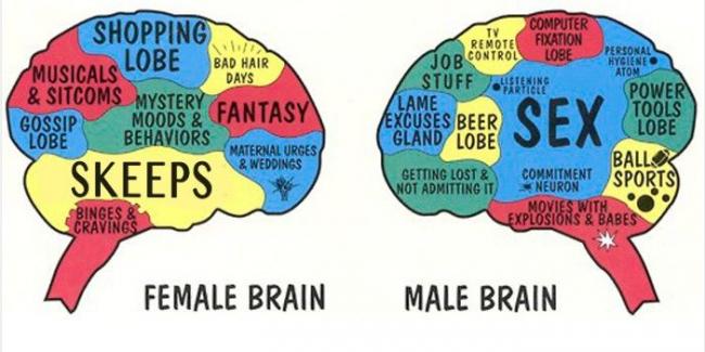 男性和女性的大脑有区别吗