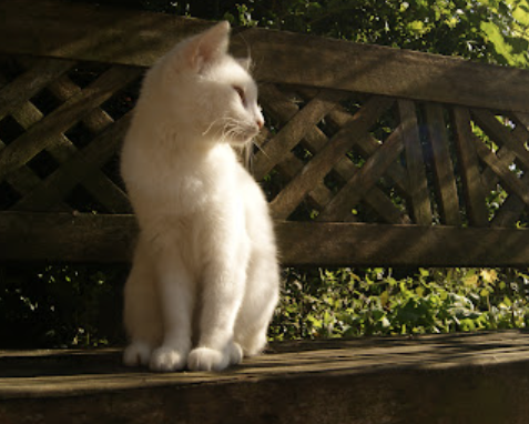 202508_17545087175572.png Capture.PNG