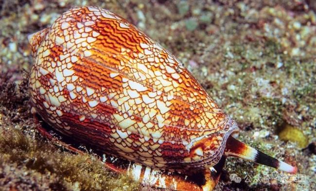 男子捡到罕见漂亮贝壳 网: 你与死神擦肩而过 男子捡到罕见漂亮贝壳 网: 你与死神擦肩而过