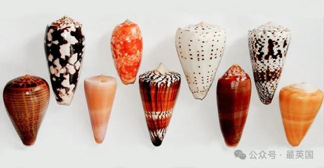 男子捡到罕见漂亮贝壳 网: 你与死神擦肩而过 男子捡到罕见漂亮贝壳 网: 你与死神擦肩而过