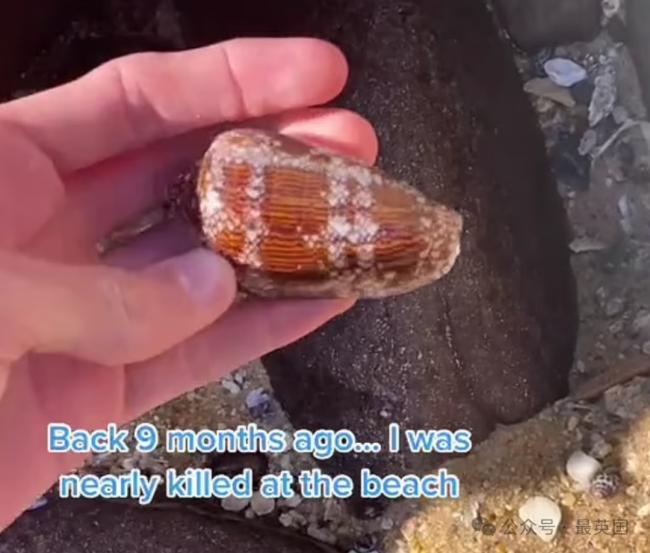 男子捡到罕见漂亮贝壳 网: 你与死神擦肩而过 男子捡到罕见漂亮贝壳 网: 你与死神擦肩而过