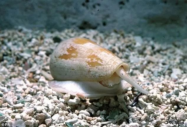 男子捡到罕见漂亮贝壳 网: 你与死神擦肩而过 男子捡到罕见漂亮贝壳 网: 你与死神擦肩而过