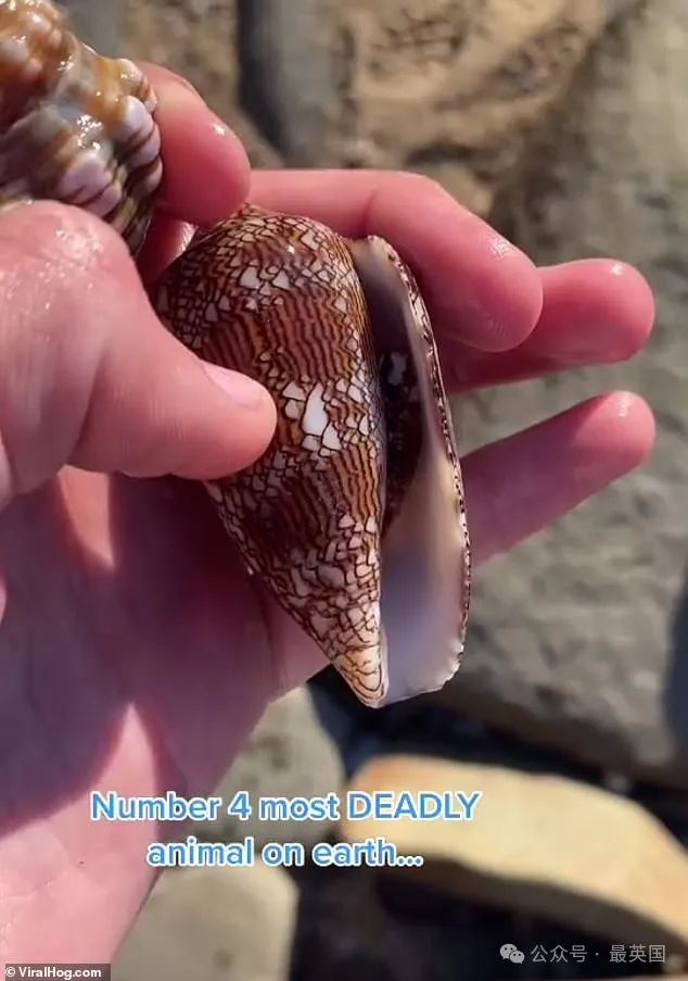 男子捡到罕见漂亮贝壳 网: 你与死神擦肩而过 男子捡到罕见漂亮贝壳 网: 你与死神擦肩而过