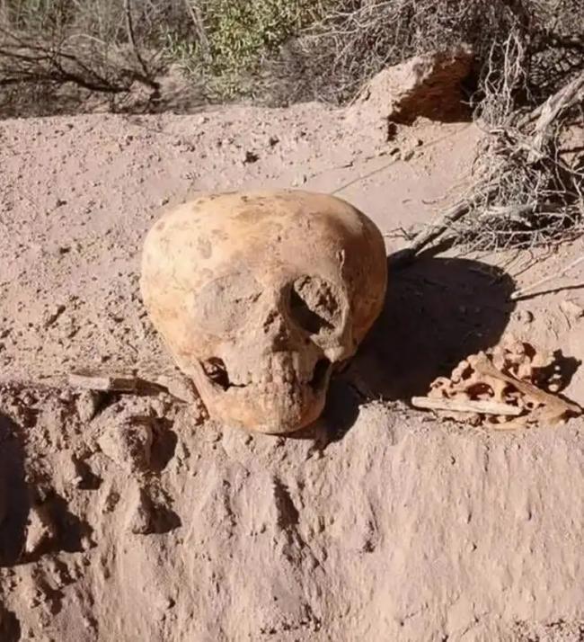 阿根廷现千年前诡异头骨,形似外星生物 阿根廷现千年前诡异头骨,形似外星生物