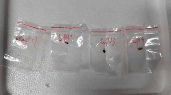 因这研究 留美中国博士后情侣遭美国司法部指控 因这研究 留美中国博士后情侣遭美国司法部指控