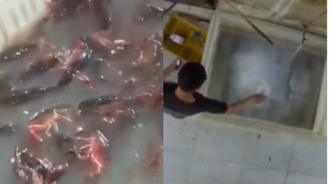 太可怕!南京网红龙虾店用“洗厕剂”洗虾 太可怕!南京网红龙虾店用“洗厕剂”洗虾