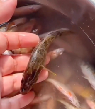 冰箱冷冻一年的鱼竟然复活了!女子见奇迹立刻… 冰箱冷冻一年的鱼竟然复活了!女子见奇迹立刻…