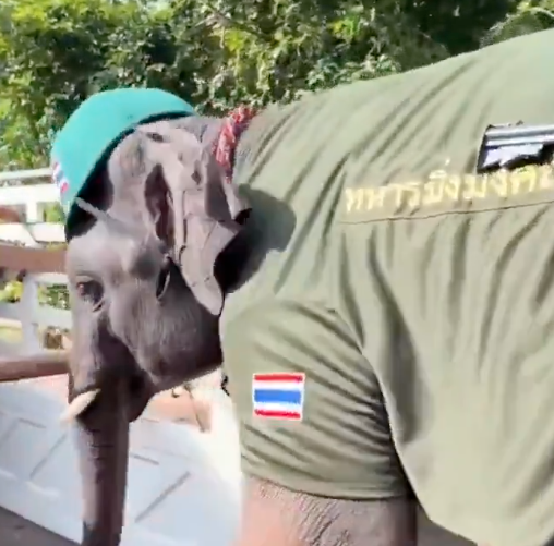 疯传:泰国大象穿军服扛步枪上战场?内幕曝光 疯传:泰国大象穿军服扛步枪上战场?内幕曝光