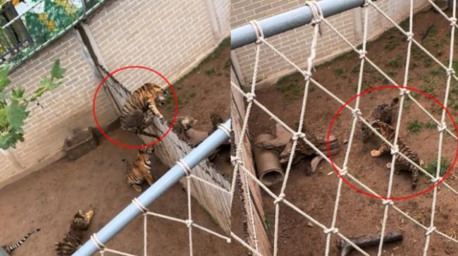 山东动物园老虎翻栏暴打同僚 影片热传 山东动物园老虎翻栏暴打同僚 影片热传