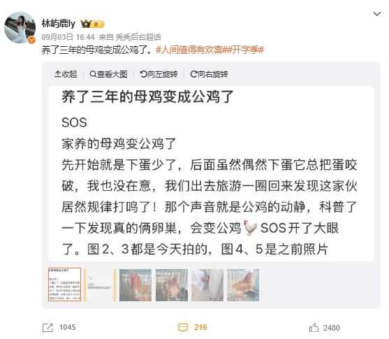 中国阅兵母鸡不下蛋竟“打鸣” 专家揭密 中国阅兵母鸡不下蛋竟“打鸣” 专家揭密