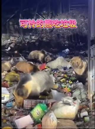 惊!西藏一垃圾站 三四十只熊在吃垃圾 惊!西藏一垃圾站 三四十只熊在吃垃圾