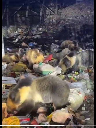 惊!西藏一垃圾站 三四十只熊在吃垃圾 惊!西藏一垃圾站 三四十只熊在吃垃圾
