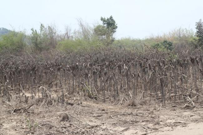 中国长臂施压,赞比亚矿难受害者噤声 中国长臂施压,赞比亚矿难受害者噤声