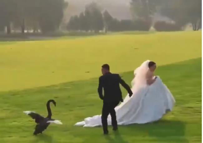 新人拍婚纱照遭遇“黑天鹅抢新娘” 影片走红 新人拍婚纱照遭遇“黑天鹅抢新娘” 影片走红