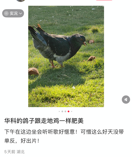 中国高校鸽子胖成“走地鸡”引热议  可长到3斤 中国高校鸽子胖成“走地鸡”引热议  可长到3斤