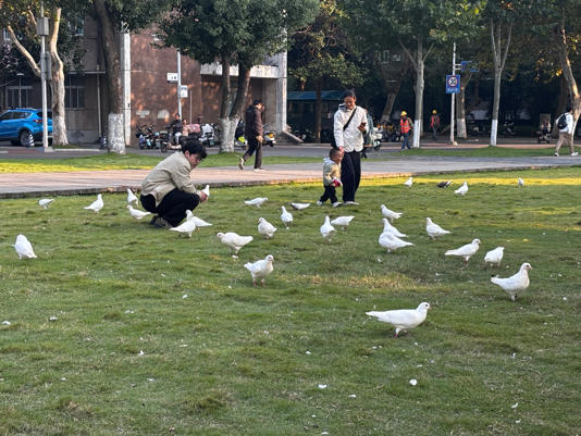 中国高校鸽子胖成“走地鸡”引热议  可长到3斤 中国高校鸽子胖成“走地鸡”引热议  可长到3斤