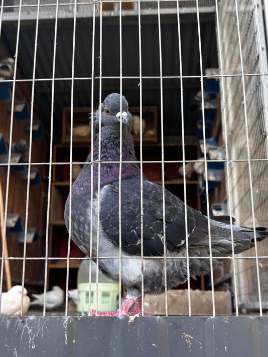 中国高校鸽子胖成“走地鸡”引热议  可长到3斤 中国高校鸽子胖成“走地鸡”引热议  可长到3斤