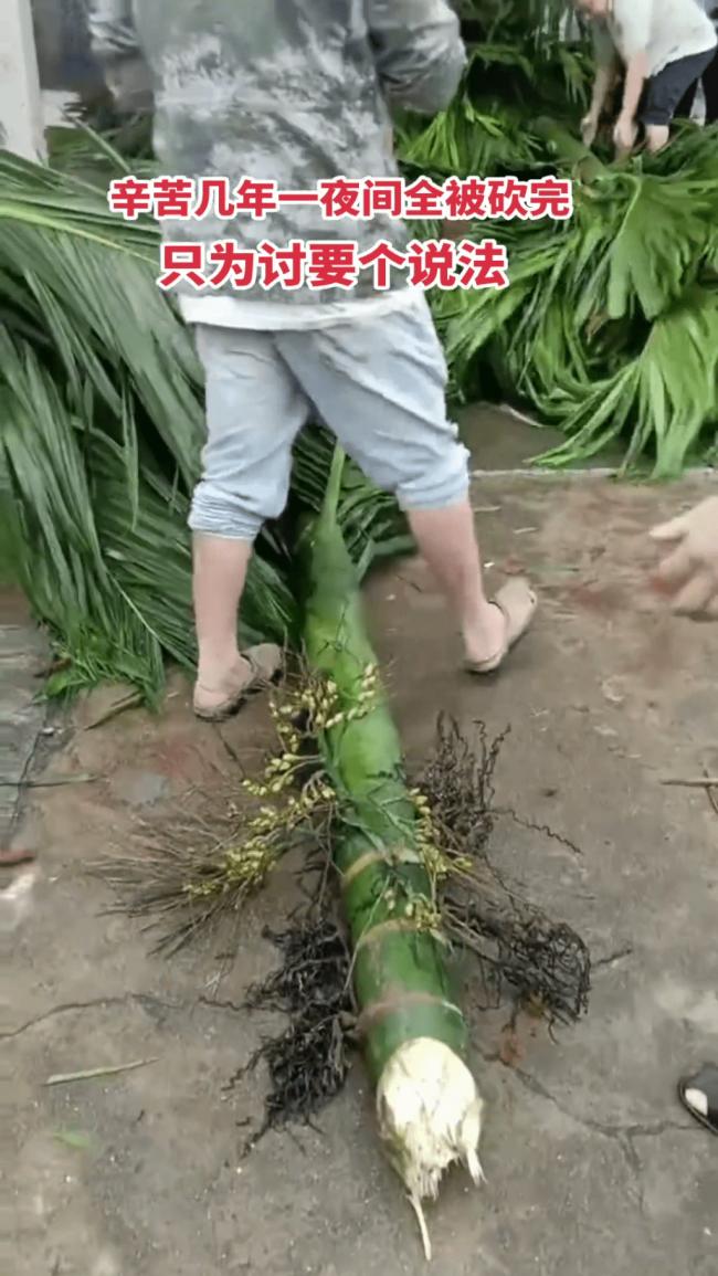 海南农民爆发大规模示威 网传警方一度鸣枪驱散 海南农民爆发大规模示威 网传警方一度鸣枪驱散