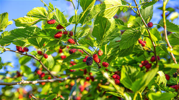 “门前有三树,家兴富三世” 是哪三种树 “门前有三树,家兴富三世” 是哪三种树
