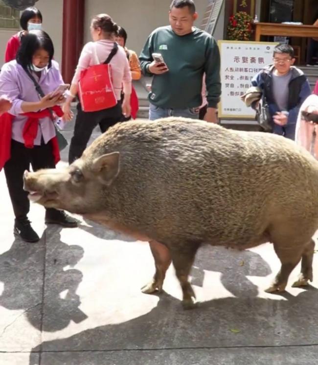 猪八戒后人? 150KG野猪爆红 猪八戒后人? 150KG野猪爆红