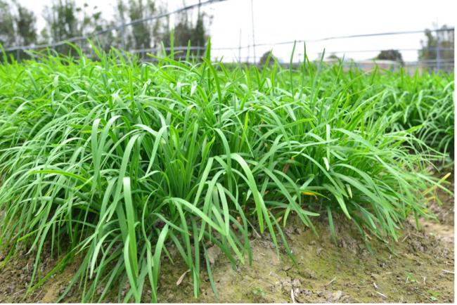 韭菜被打醒了? 韭菜被打醒了?