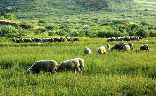 中国最好吃的羊肉 都在这张地图里 中国最好吃的羊肉 都在这张地图里