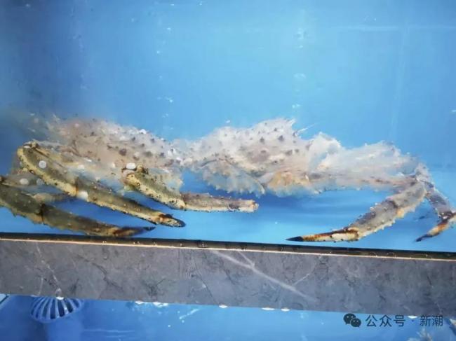 为什么中国的大学食堂容不下一只帝王蟹 为什么中国的大学食堂容不下一只帝王蟹