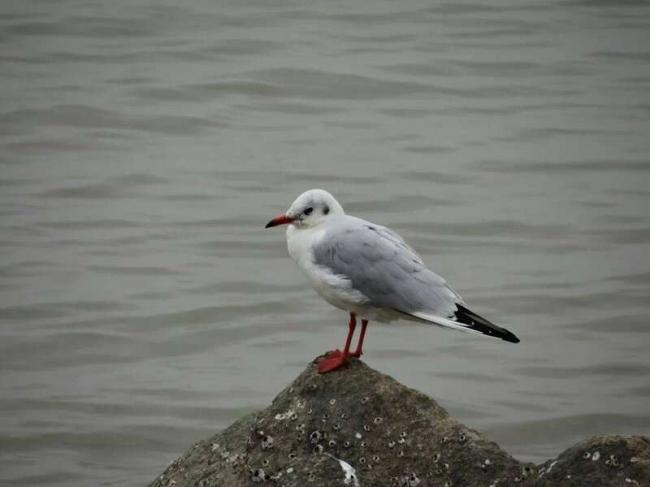 中国最贵的楼盘 它们居然可以免费入住 中国最贵的楼盘 它们居然可以免费入住