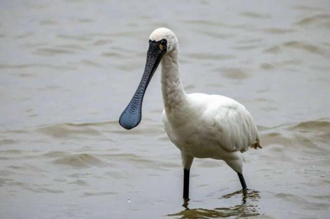 中国最贵的楼盘 它们居然可以免费入住 中国最贵的楼盘 它们居然可以免费入住