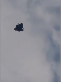 非人类飞行器?内蒙惊现“蝴蝶状”飞行物 非人类飞行器?内蒙惊现“蝴蝶状”飞行物