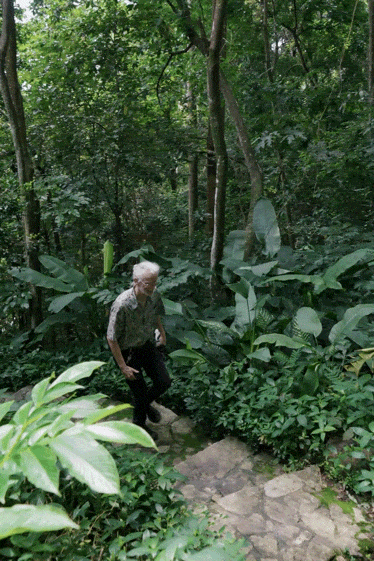 前瑞士外交官西双版纳定居 20年种出一整片森林 前瑞士外交官西双版纳定居 20年种出一整片森林