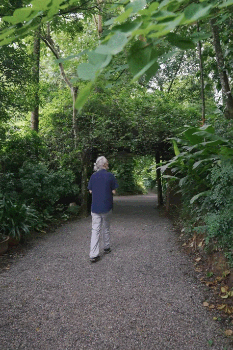 前瑞士外交官西双版纳定居 20年种出一整片森林 前瑞士外交官西双版纳定居 20年种出一整片森林