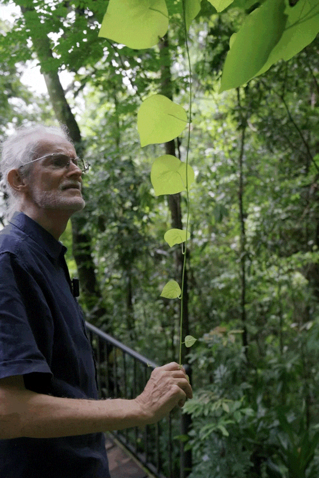 前瑞士外交官西双版纳定居 20年种出一整片森林 前瑞士外交官西双版纳定居 20年种出一整片森林