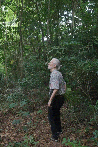 前瑞士外交官西双版纳定居 20年种出一整片森林 前瑞士外交官西双版纳定居 20年种出一整片森林