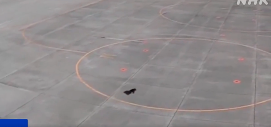 黑熊在停机坪狂奔…惊人视频曝光 黑熊在停机坪狂奔…惊人视频曝光