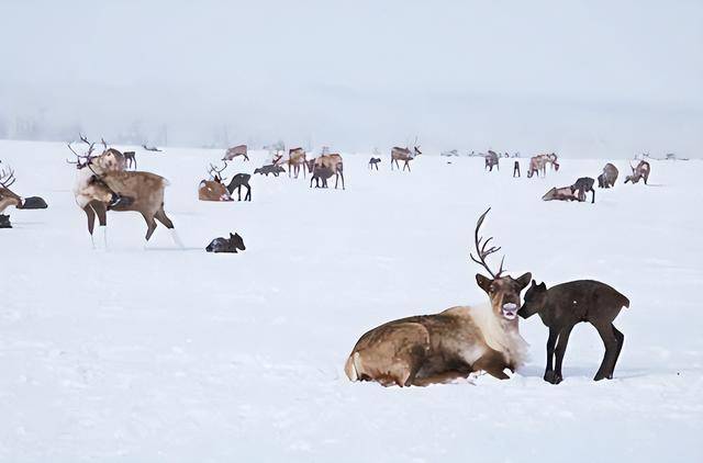 西伯利亚:吃不完的肉 砍不完的森林 挖不完的矿 西伯利亚:吃不完的肉 砍不完的森林 挖不完的矿