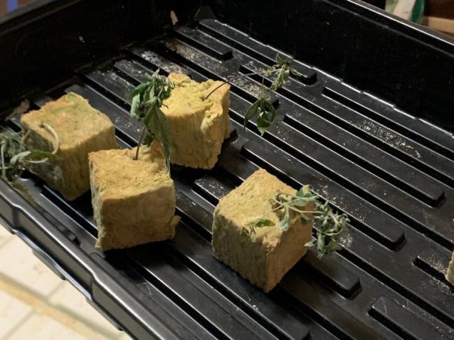 租客种大麻 华人房东差点失去房子 租客种大麻 华人房东差点失去房子