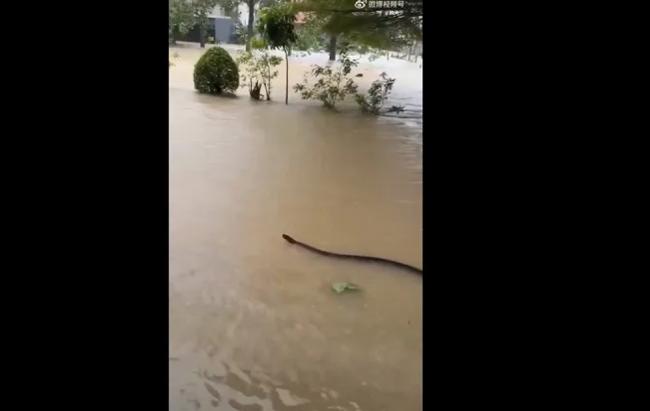 泰国连日暴雨酿灾 竟见巨蛇水中游动 泰国连日暴雨酿灾 竟见巨蛇水中游动