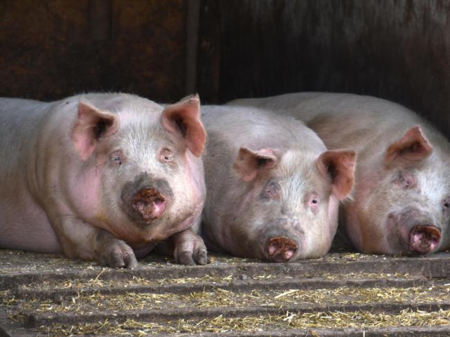 万般无奈 这国对中国猪肉出口全面喊停 万般无奈 这国对中国猪肉出口全面喊停