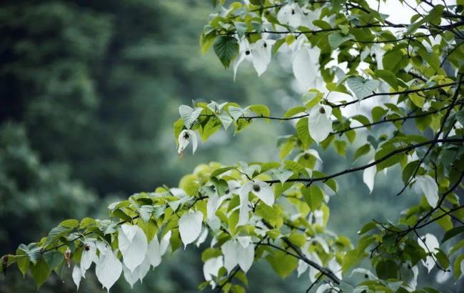 中国最“滋润”的城市,藏在四川 中国最“滋润”的城市,藏在四川