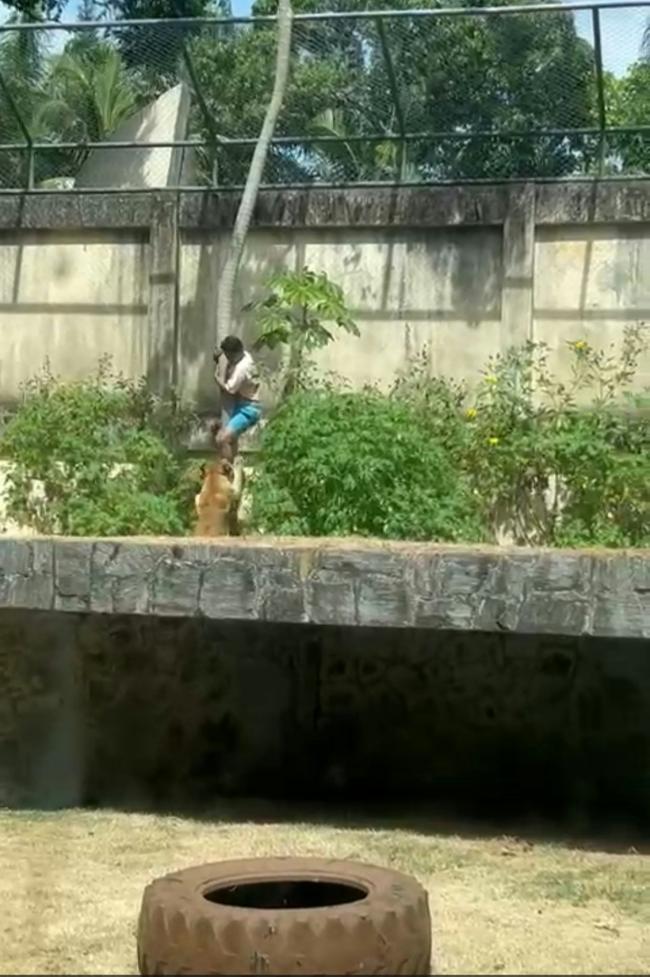 男子跳入狮舍秒遭母狮扑咬惨死 血腥过程被录下 男子跳入狮舍秒遭母狮扑咬惨死 血腥过程被录下