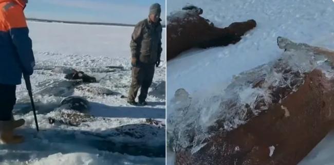 离奇一幕:黑龙江13匹马集体被水库冰封死亡 离奇一幕:黑龙江13匹马集体被水库冰封死亡