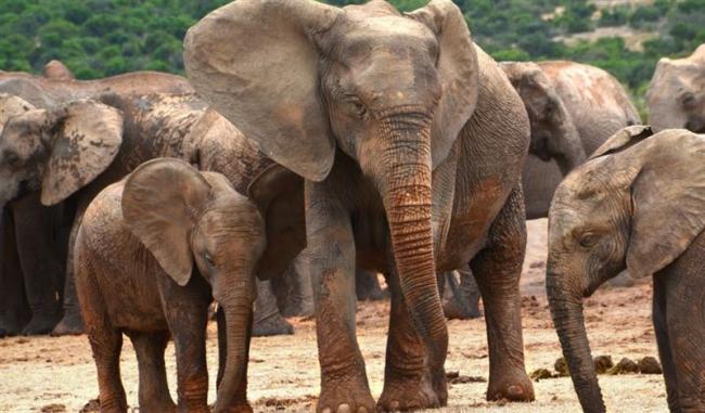 24小时夺5命!野生象群发狂踩死村民 24小时夺5命!野生象群发狂踩死村民