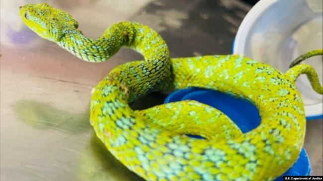 中国公民走私乌龟毒蛇被判刑 曝刑期 中国公民走私乌龟毒蛇被判刑 曝刑期