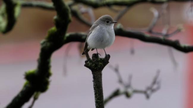 一生难得一见的奇景 民众蜂拥来到温哥华这公园 一生难得一见的奇景 民众蜂拥来到温哥华这公园