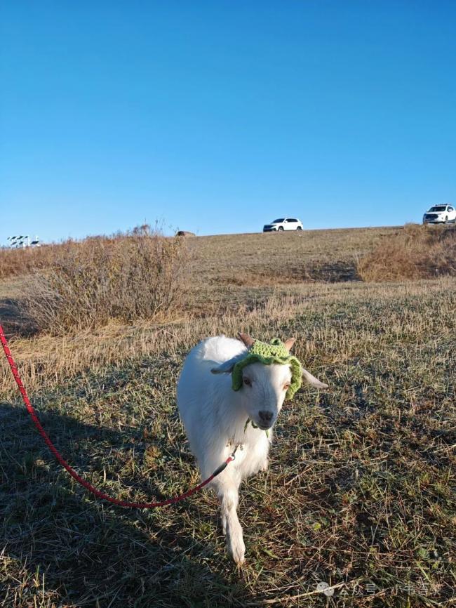 那个每天散步6英里的女人,治好了我的精神内耗 那个每天散步6英里的女人,治好了我的精神内耗