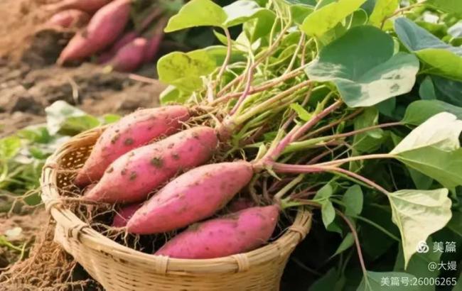 202602_17714447046839.png 640 (43).png