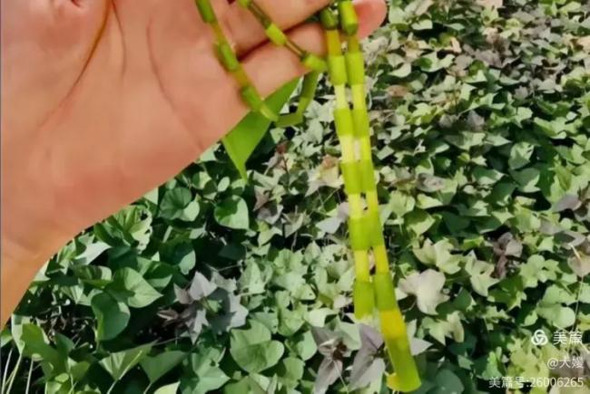 202602_17714447491935.png 640 (44).png