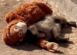 世界大乱,但我们还会为一只小猴哭泣 世界大乱,但我们还会为一只小猴哭泣