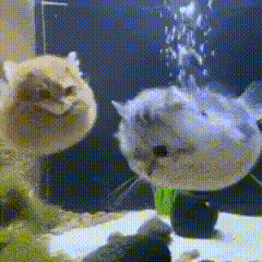 202606_17804421005604.gif 640 (5).gif